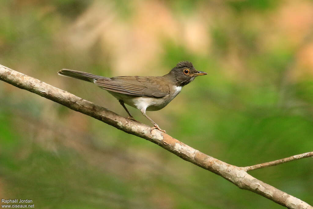 Merle à col blancadulte, identification