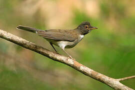 White-necked Thrush