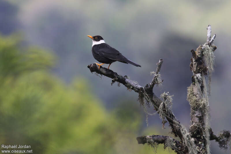White-collared Blackbird male adult breeding, habitat, pigmentation