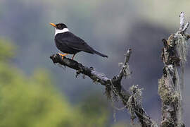 White-collared Blackbird