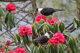 White-collared Blackbird