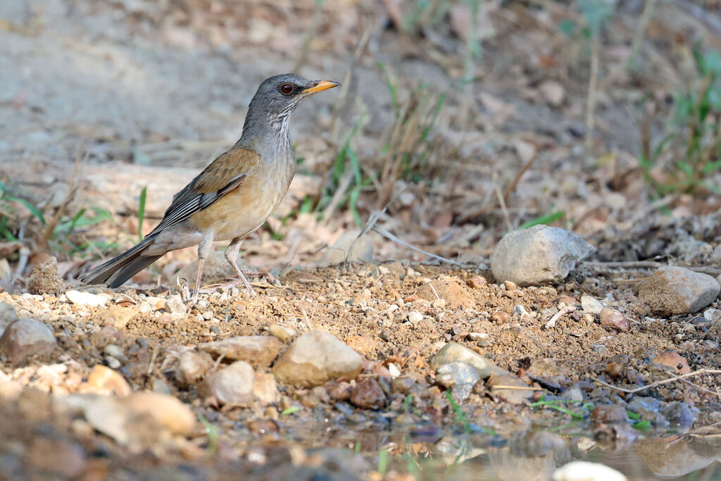 Rufous-backed Thrushadult