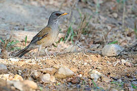 Rufous-backed Thrush