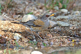 Rufous-backed Thrush