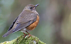 Brown-headed Thrush