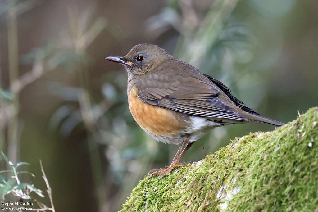 Brown-headed Thrush male adult breeding, identification