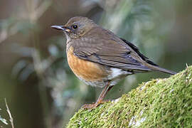 Brown-headed Thrush