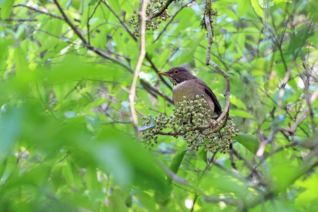 White-throated Thrush