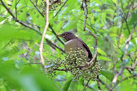 White-throated Thrush