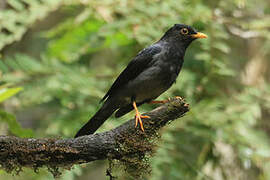 Yellow-legged Thrush