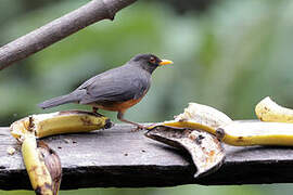 Chestnut-bellied Thrush