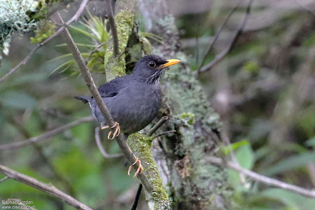 Merle ardoisé mâle adulte, identification