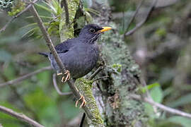 Andean Slaty Thrush