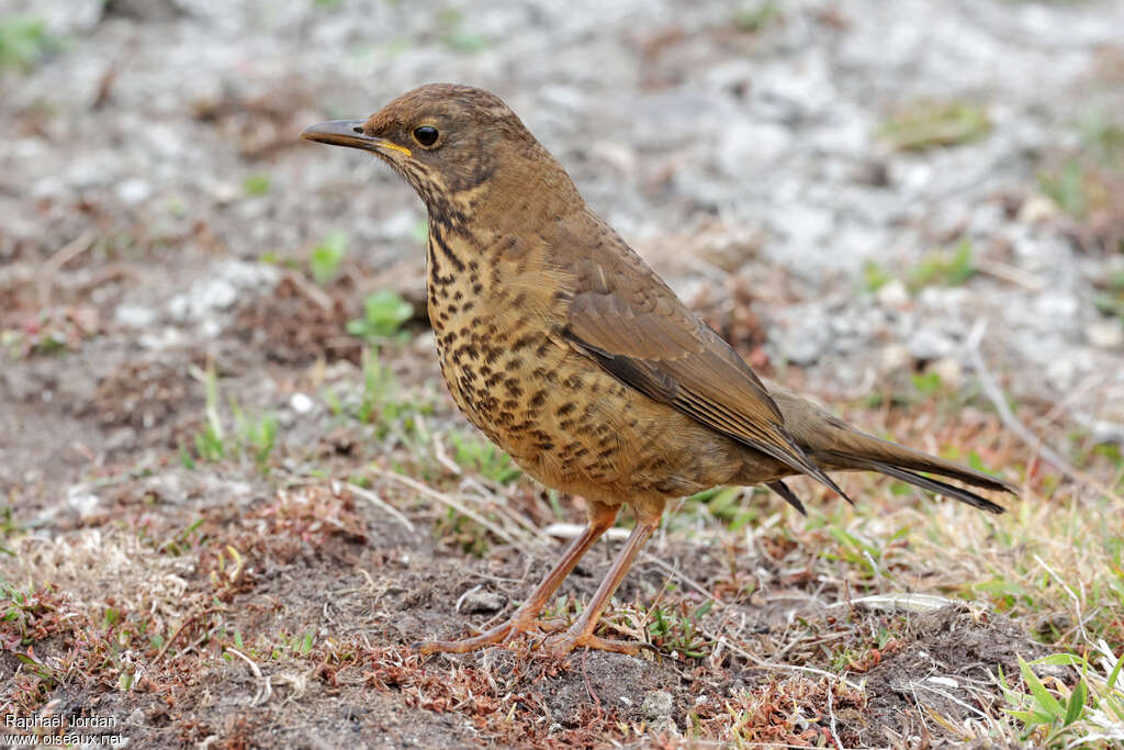 Austral Thrushjuvenile