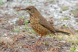 Austral Thrush