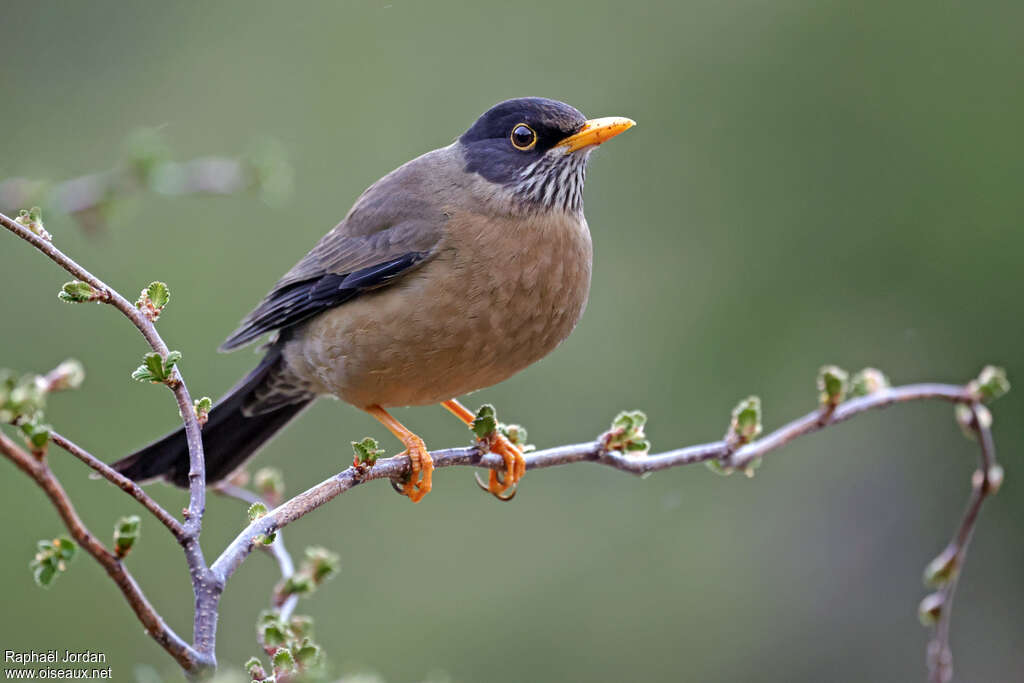 Austral Thrush male adult