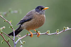 Austral Thrush