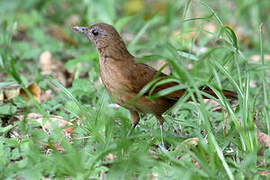 Cocoa Thrush