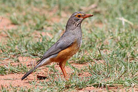 Bare-eyed Thrush