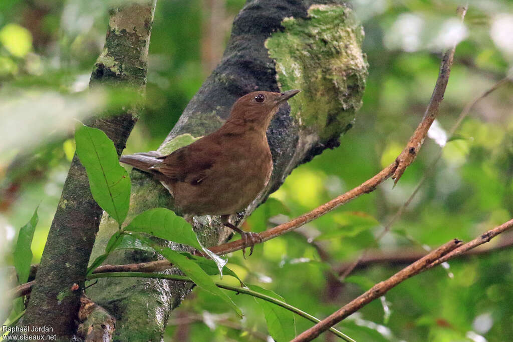 Merle de Hauxwelladulte, identification