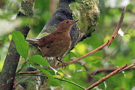 Hauxwell's Thrush