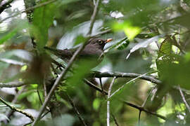 Lawrence's Thrush