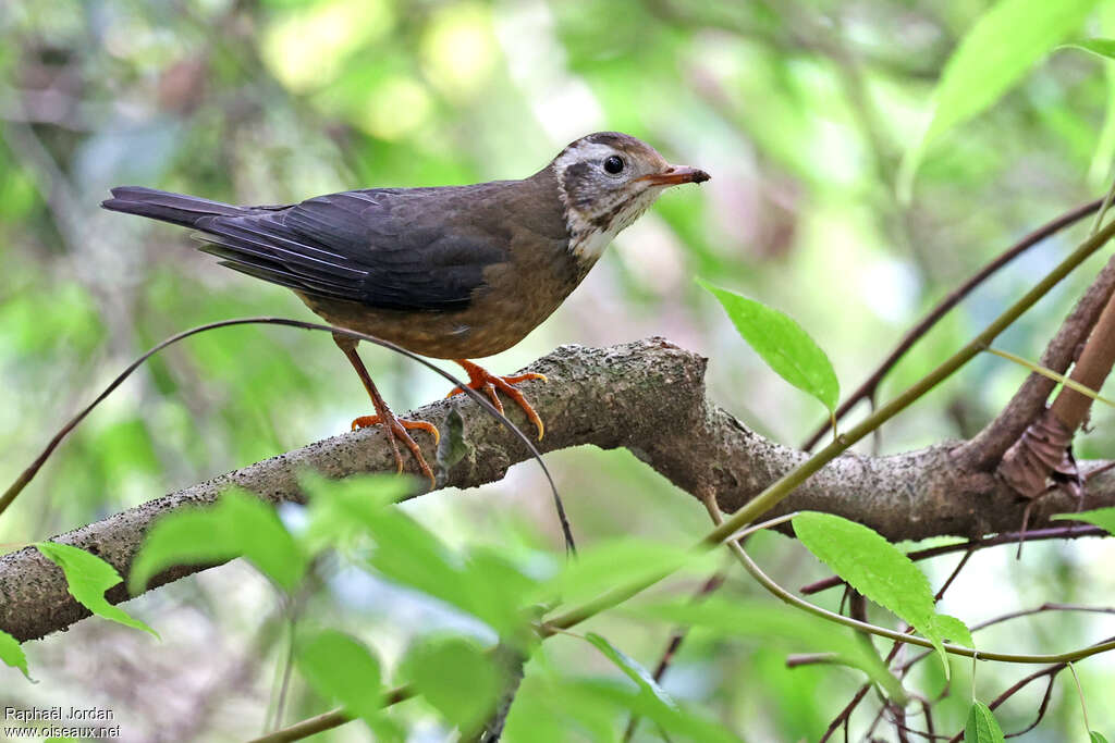 Taiwan Thrush male immature