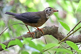 Taiwan Thrush