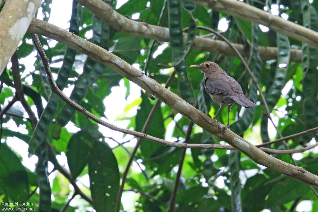 Merle des varzéasadulte, identification