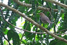 Varzea Thrush