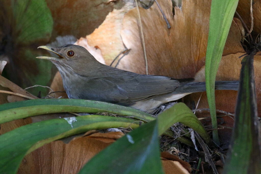 Clay-colored Thrushadult, Reproduction-nesting