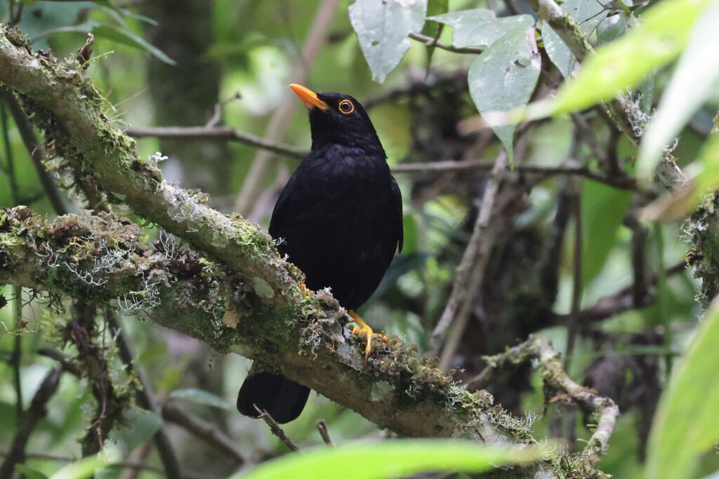 Glossy-black Thrush male adult breeding