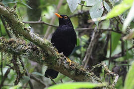 Glossy-black Thrush