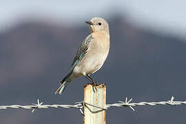 Mountain Bluebird