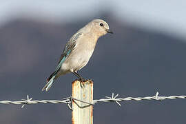 Mountain Bluebird