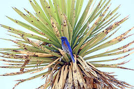 Western Bluebird