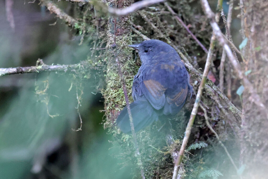 Ash-colored Tapaculo