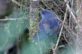 Ash-colored Tapaculo