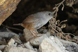 Ancash Tapaculo