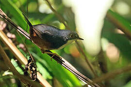 Bahia Tapaculo