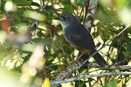 Brasilia Tapaculo