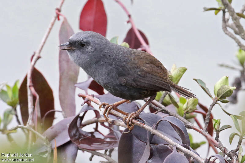 Puna Tapaculo male adult, identification