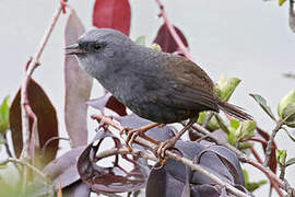 Puna Tapaculo