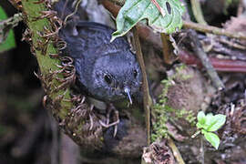 Spillmann's Tapaculo