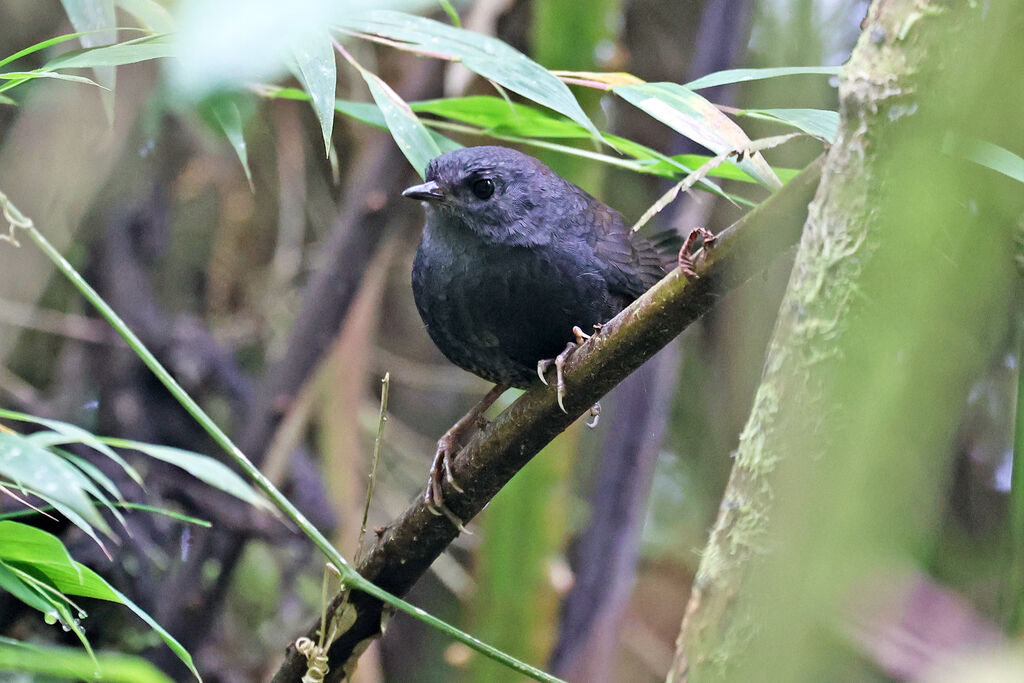 Mérulaxe de Spillmann