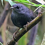 Mérulaxe de Spillmann