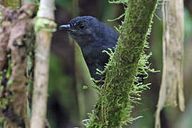 Stiles's Tapaculo