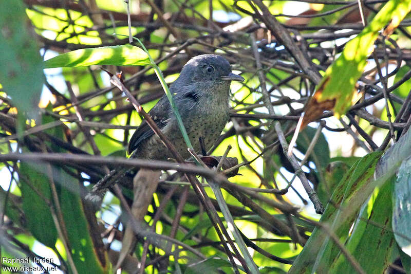 Spotted Bamboowren male adult