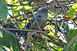 Spotted Bamboowren