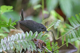 Choco Tapaculo